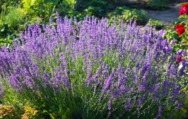 Set van 6 winterharde lavendel planten ↕ 10 - 15 cm!
